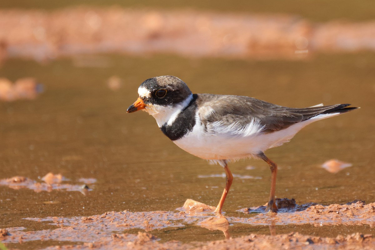 Semipalmated Plover - ML574168111