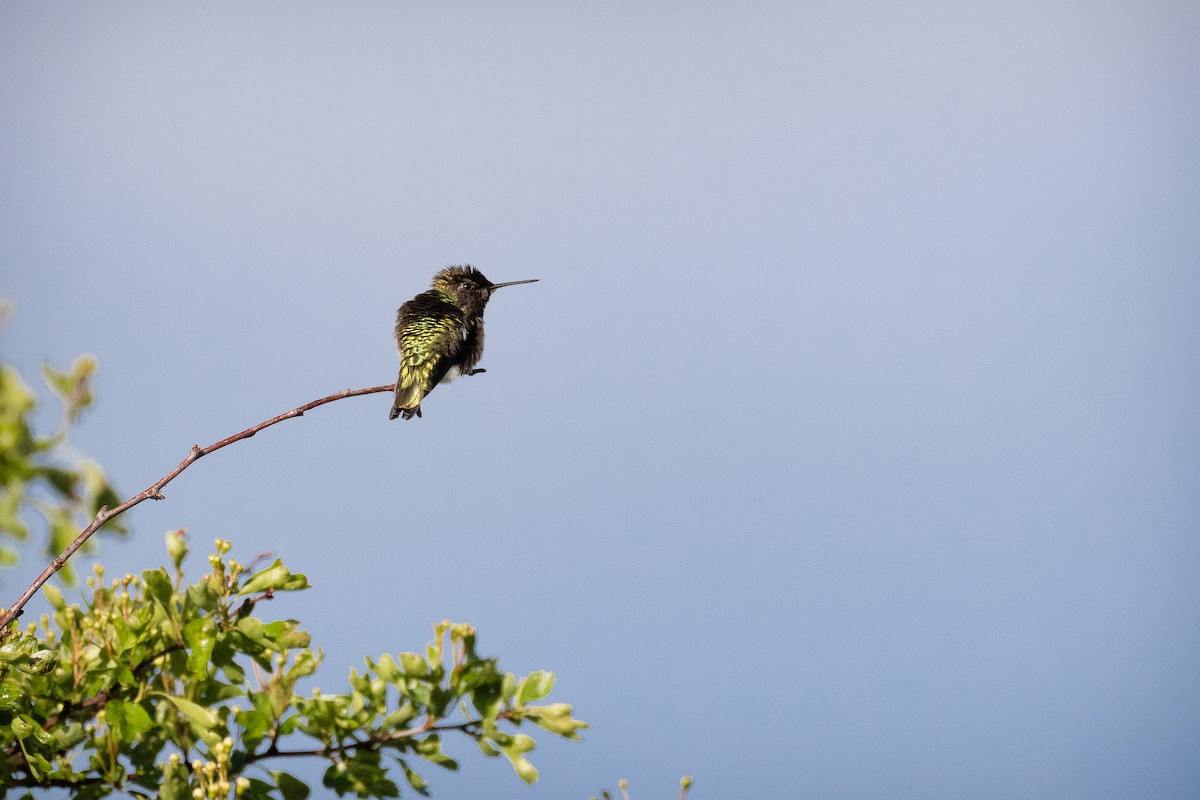 Anna's Hummingbird - ML57416861