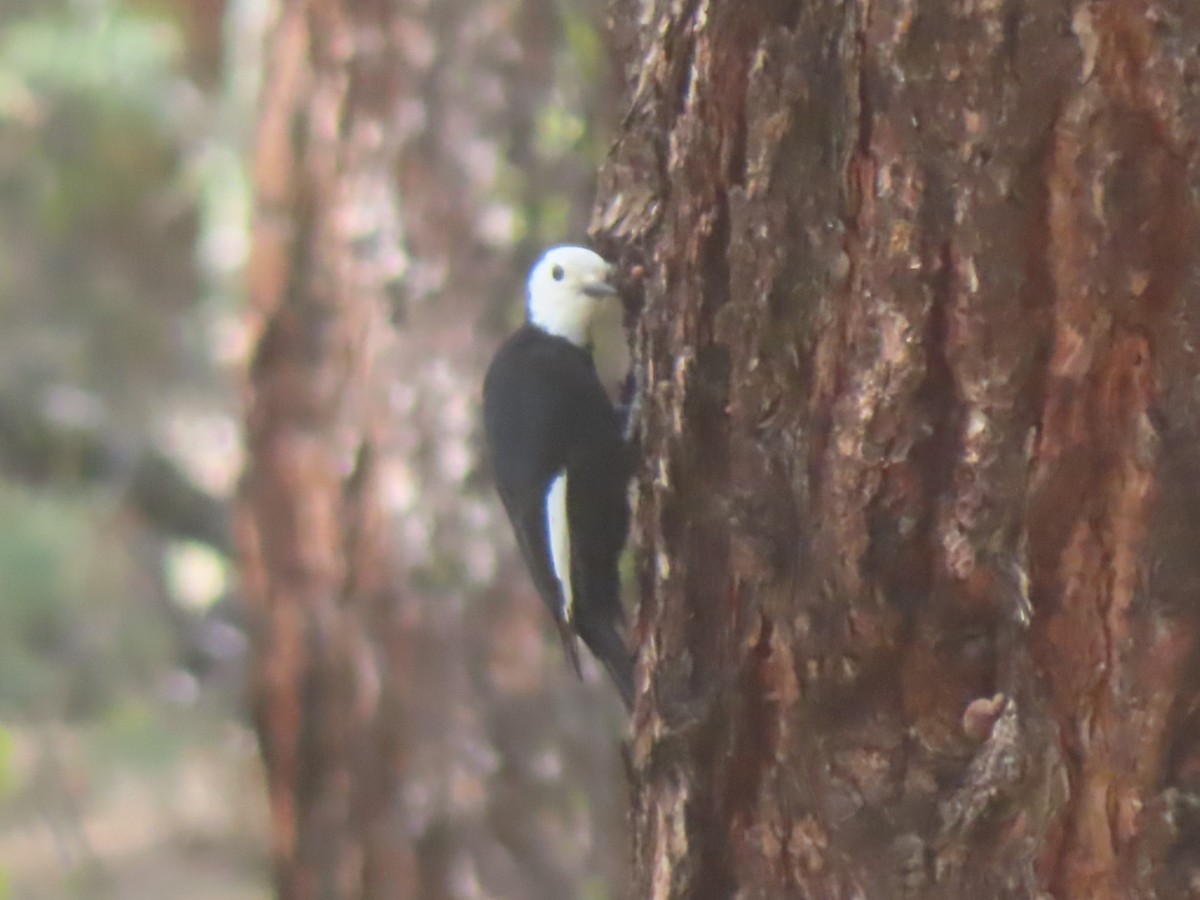White-headed Woodpecker - ML574170811
