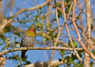  - Green-backed Twinspot