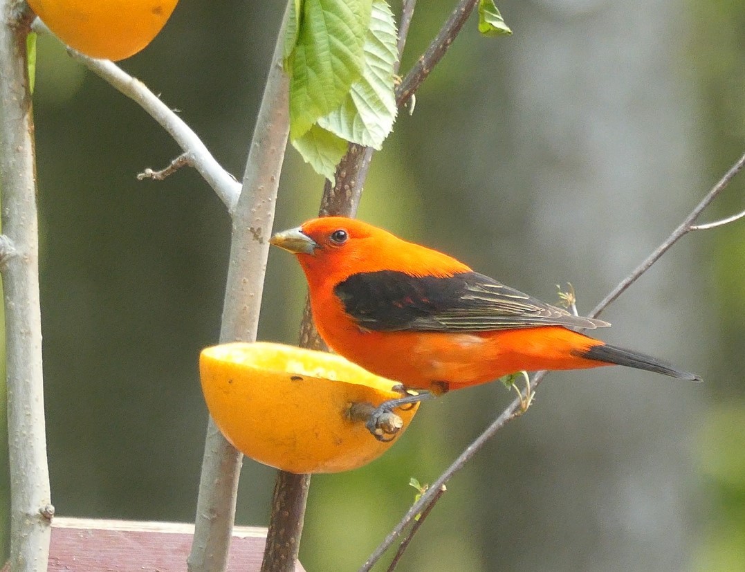 Scarlet Tanager - ML574172771