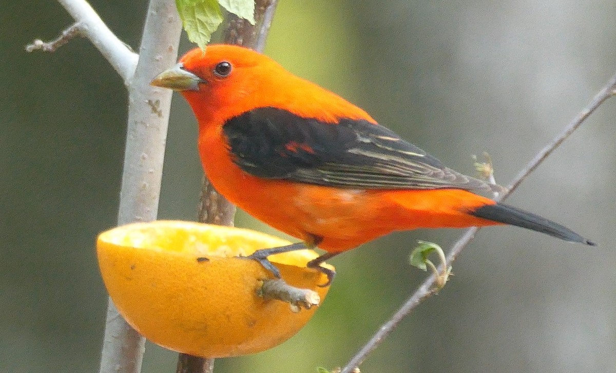 Scarlet Tanager - ML574172781
