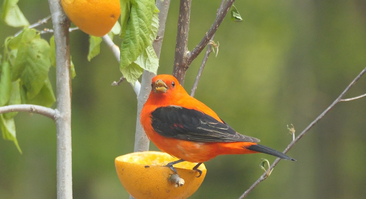 Scarlet Tanager - ML574172791