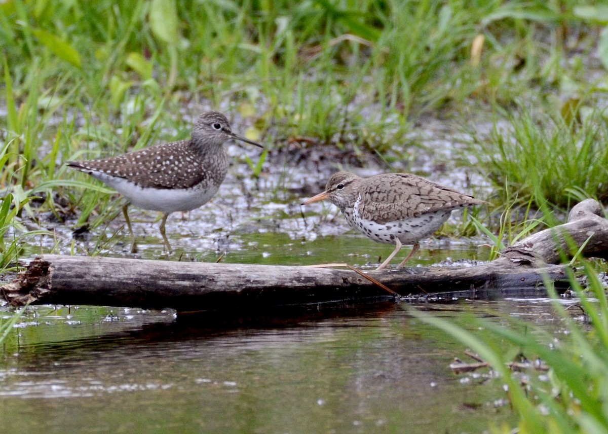 Solitary Sandpiper - Timothy Spahr