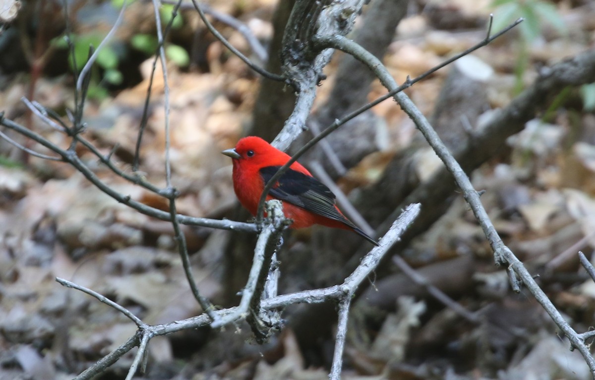 Scarlet Tanager - ML574176731