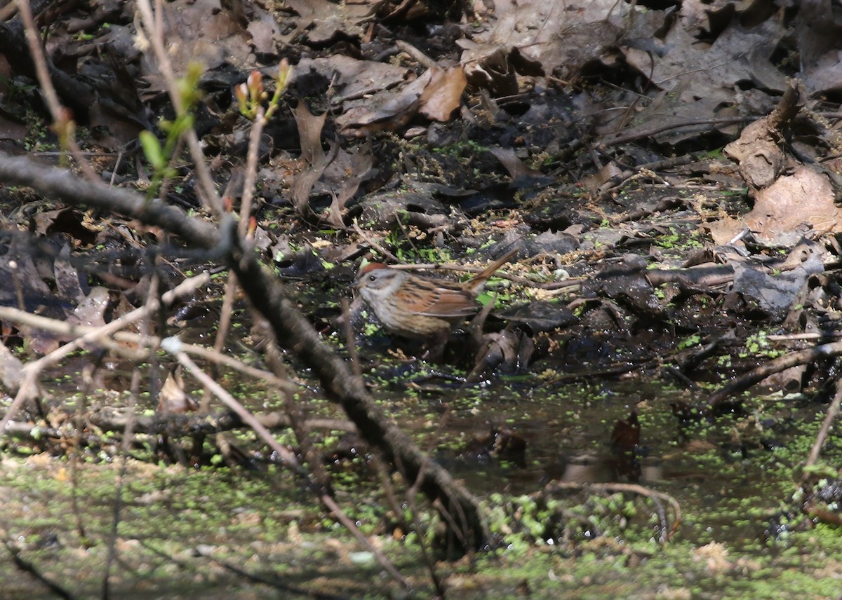 Swamp Sparrow - ML574176791