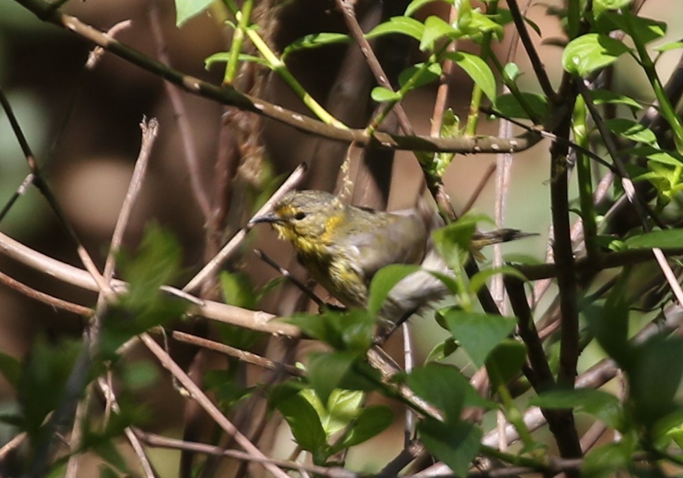 Cape May Warbler - ML574177021