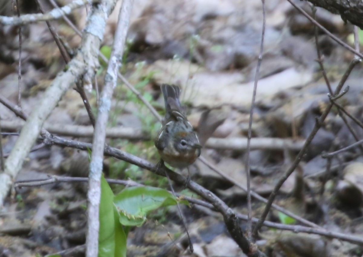 Bay-breasted Warbler - ML574177061