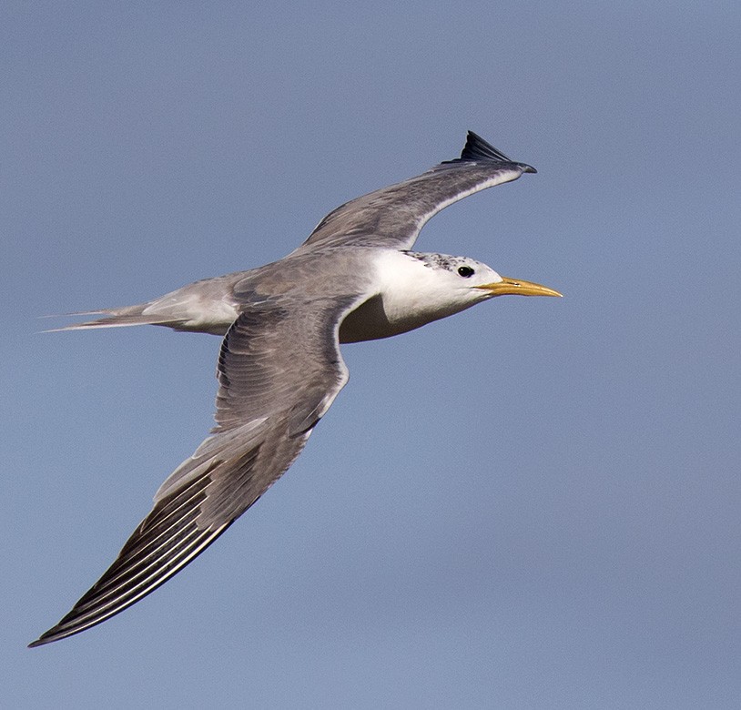 Great Crested Tern - Bruce Ward-Smith