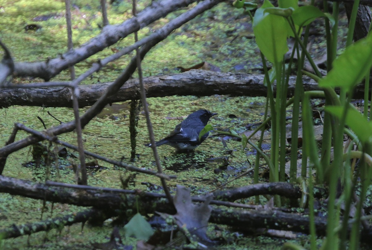 Black-throated Blue Warbler - ML574178451