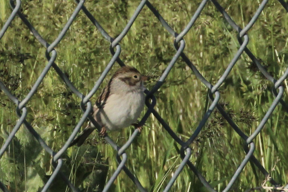 Clay-colored Sparrow - ML574180141