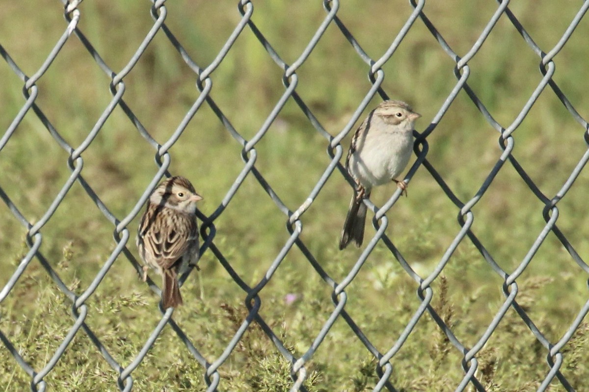 Clay-colored Sparrow - ML574180181
