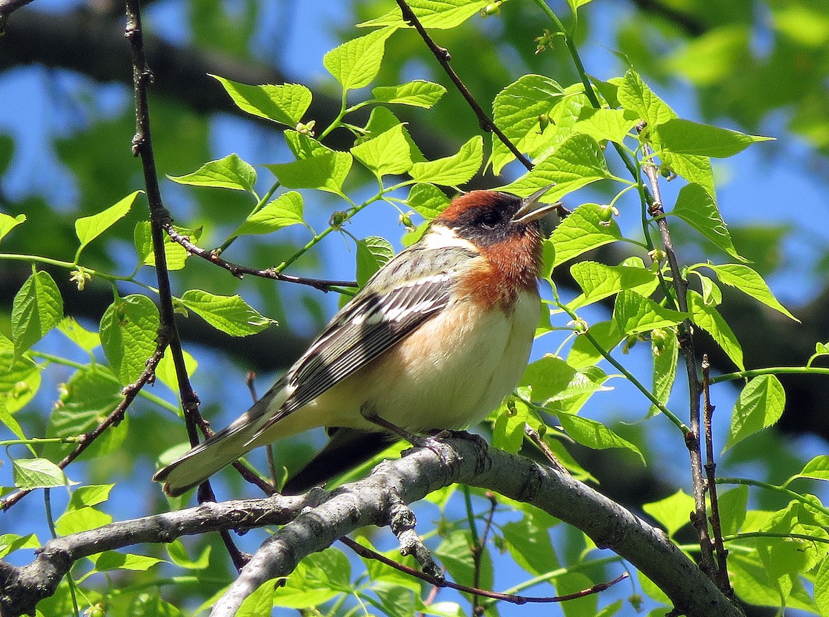 Bay-breasted Warbler - ML57418061