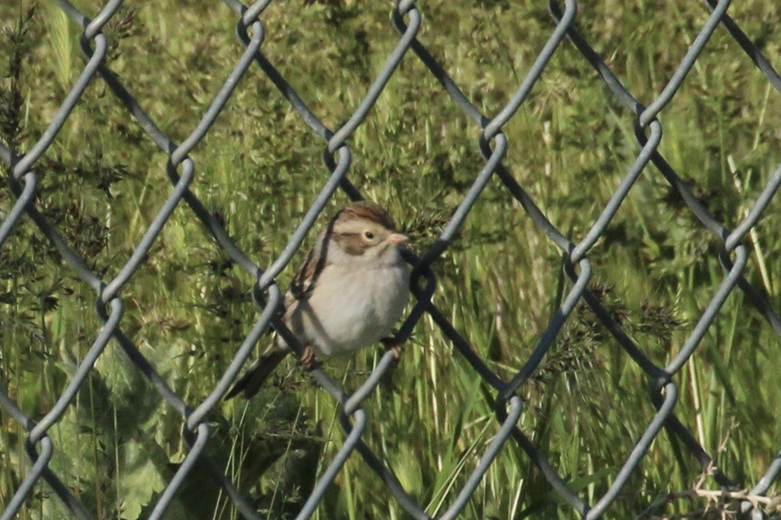 Clay-colored Sparrow - A Branch