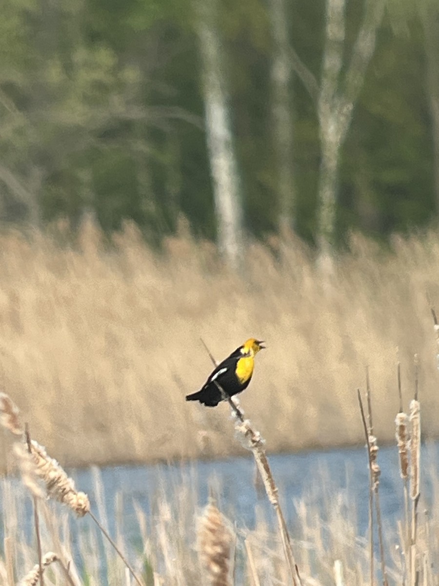 Yellow-headed Blackbird - ML574183511