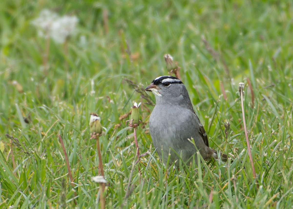 White-crowned Sparrow - Sheila and Ed Bremer