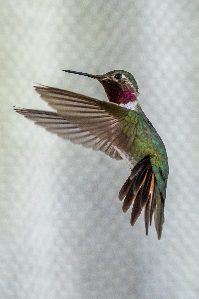 Broad-tailed Hummingbird - ML574185751