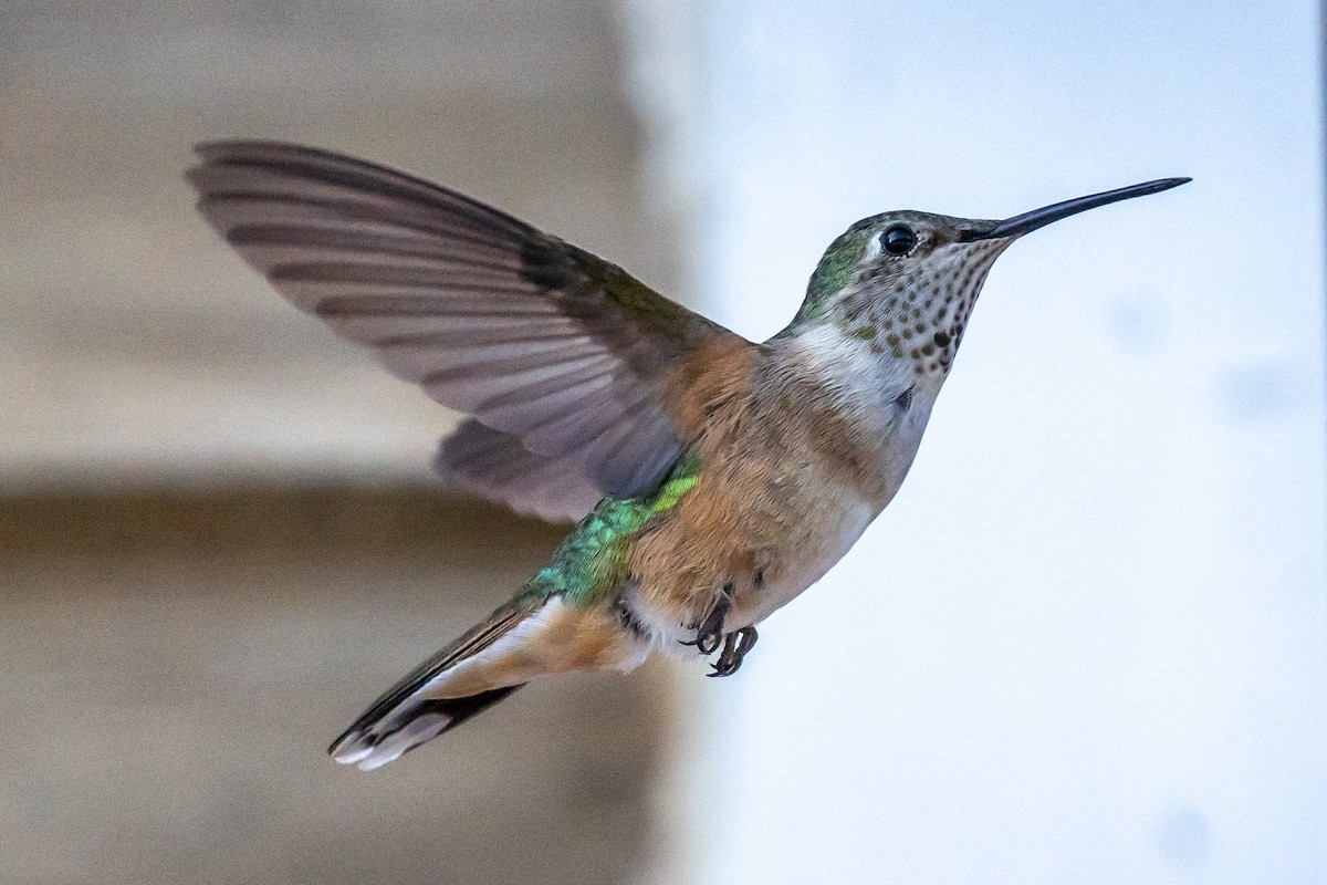Broad-tailed Hummingbird - ML574185761