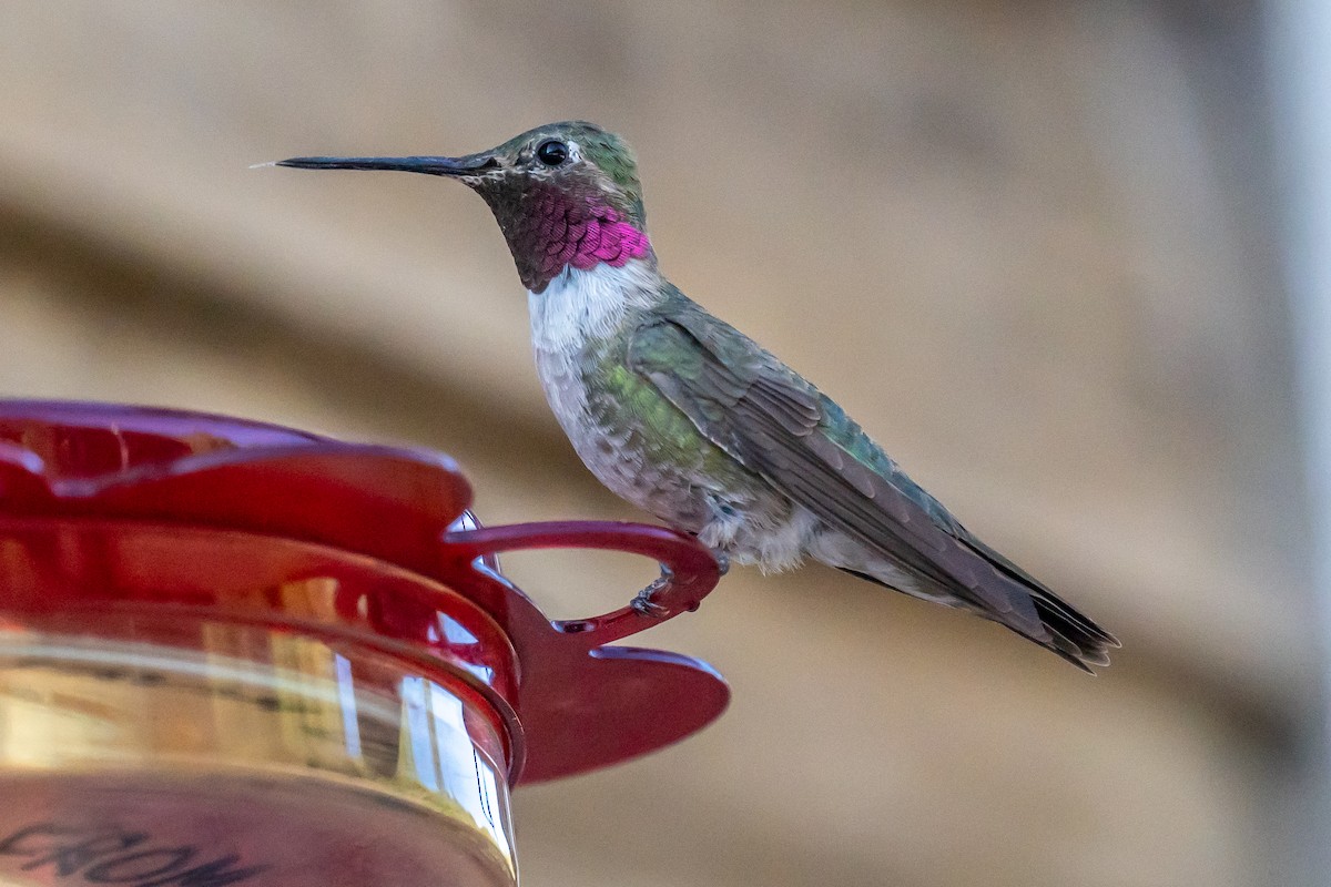 Broad-tailed Hummingbird - ML574185771