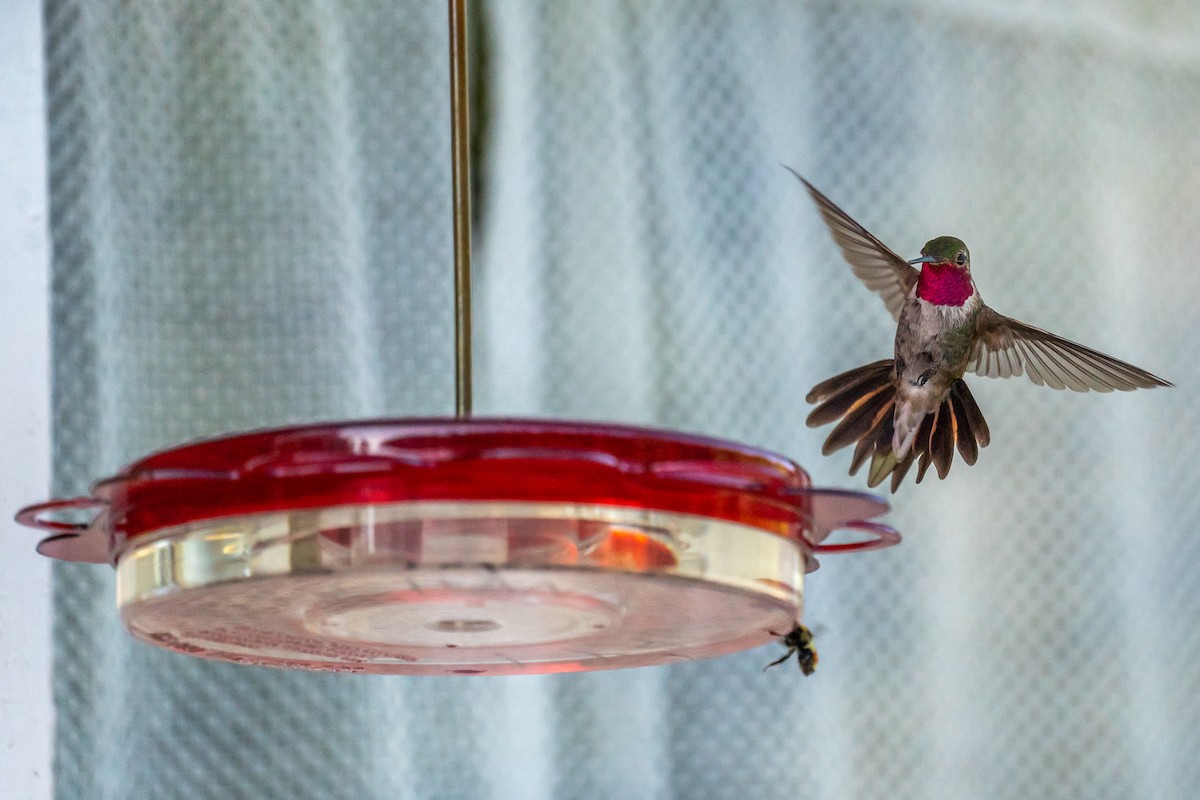 Broad-tailed Hummingbird - ML574185781