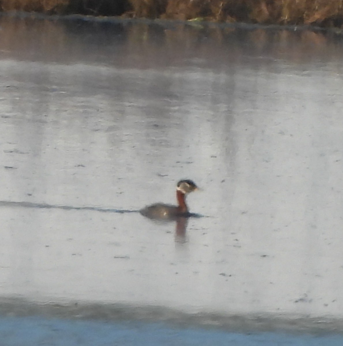 Red-necked Grebe - Forrest Rowland