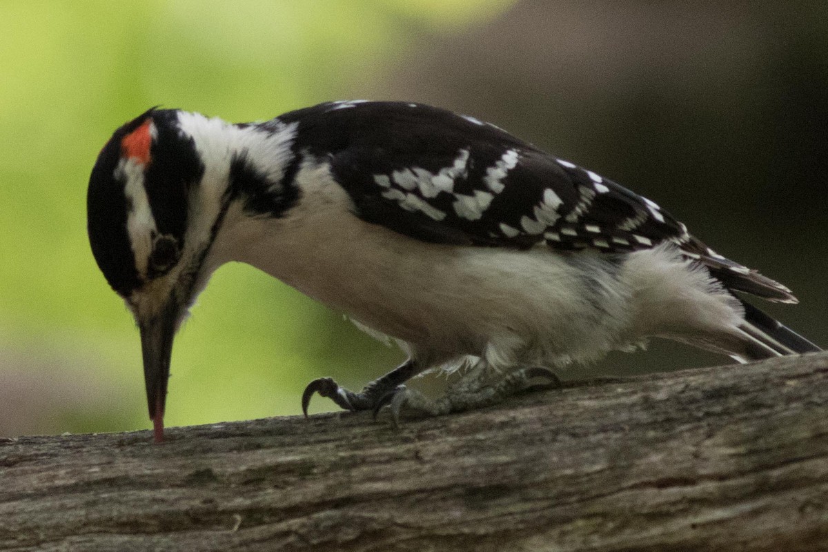Hairy Woodpecker - Mike Russell
