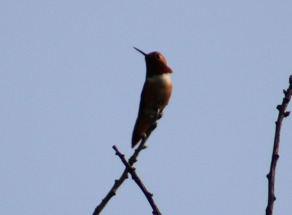 Rufous Hummingbird - ML574189911