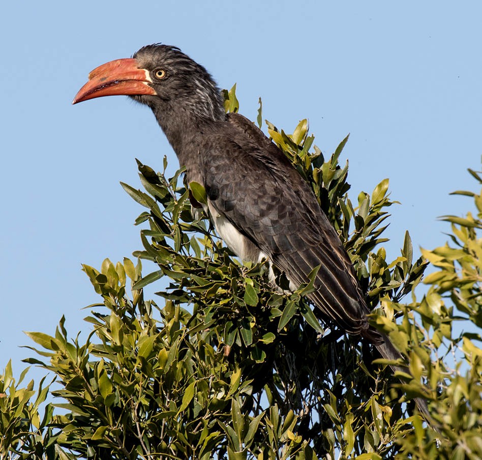 Crowned Hornbill - Bruce Ward-Smith