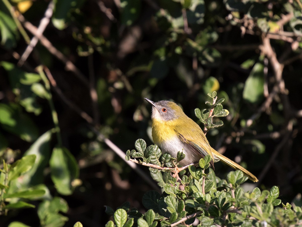 Yellow-breasted Apalis - ML57419191