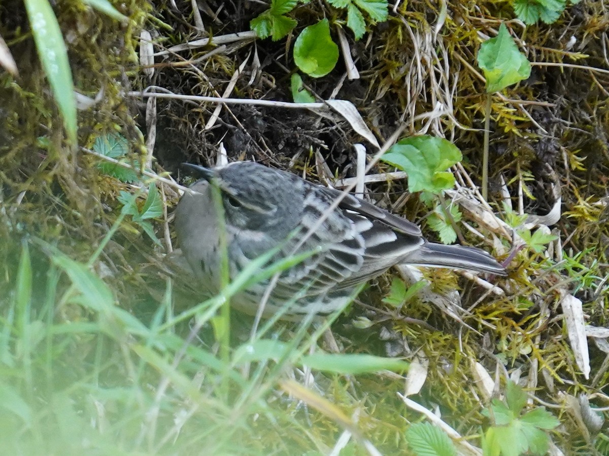 Rosy Pipit - ML574195391