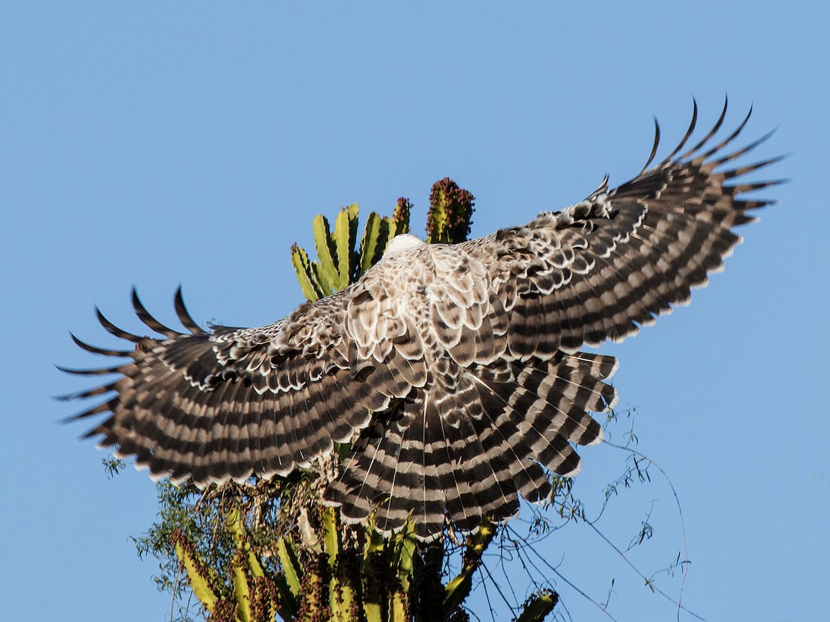 Crowned Eagle - Bruce Ward-Smith