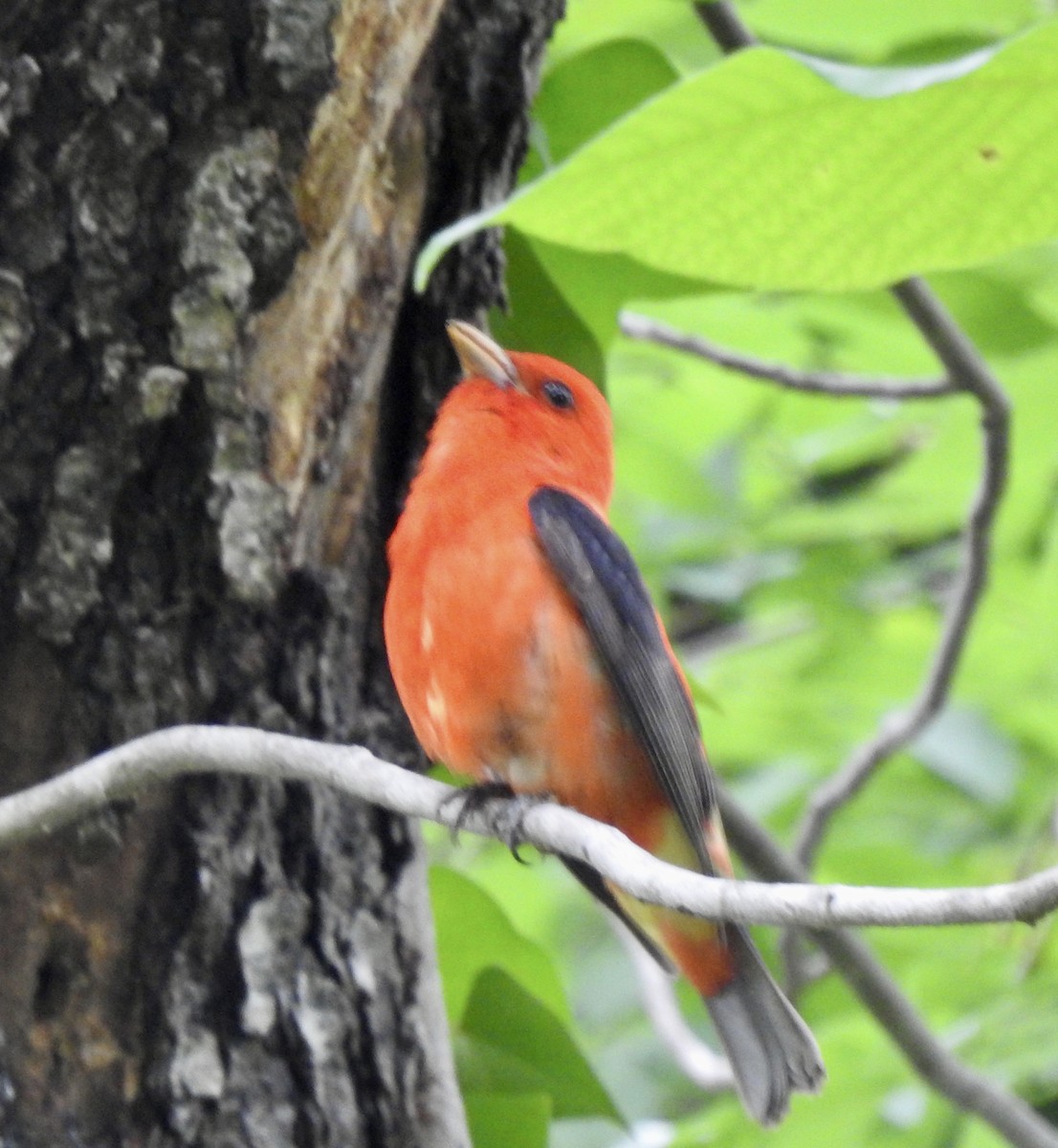 Scarlet Tanager - ML574200571