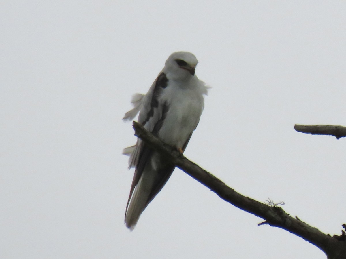 White-tailed Kite - ML574201561