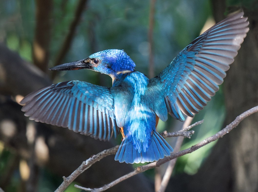 Half-collared Kingfisher - Bruce Ward-Smith