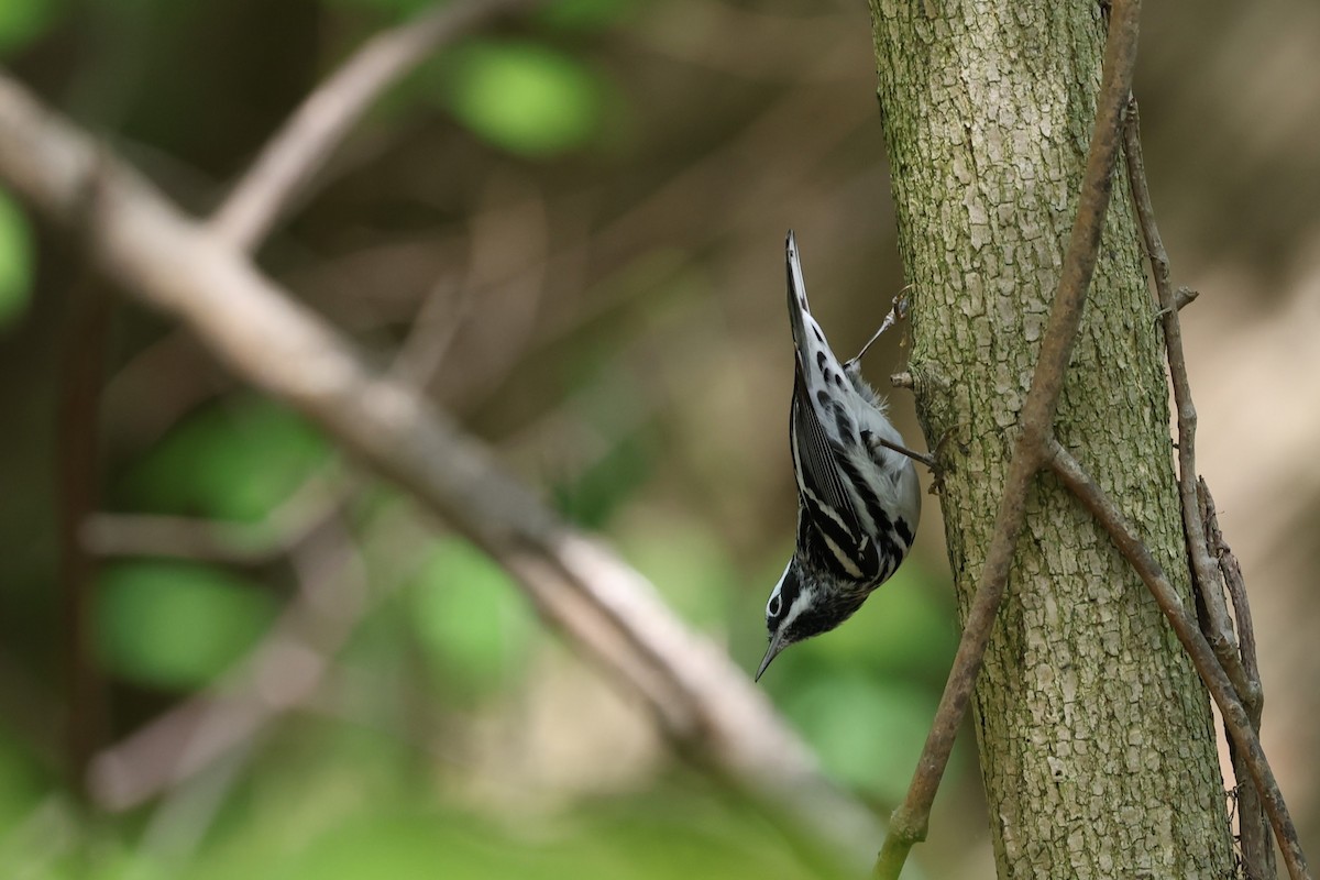 Black-and-white Warbler - ML574207401