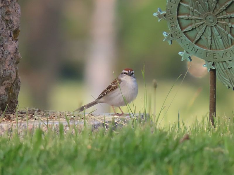 Chipping Sparrow - ML574209251
