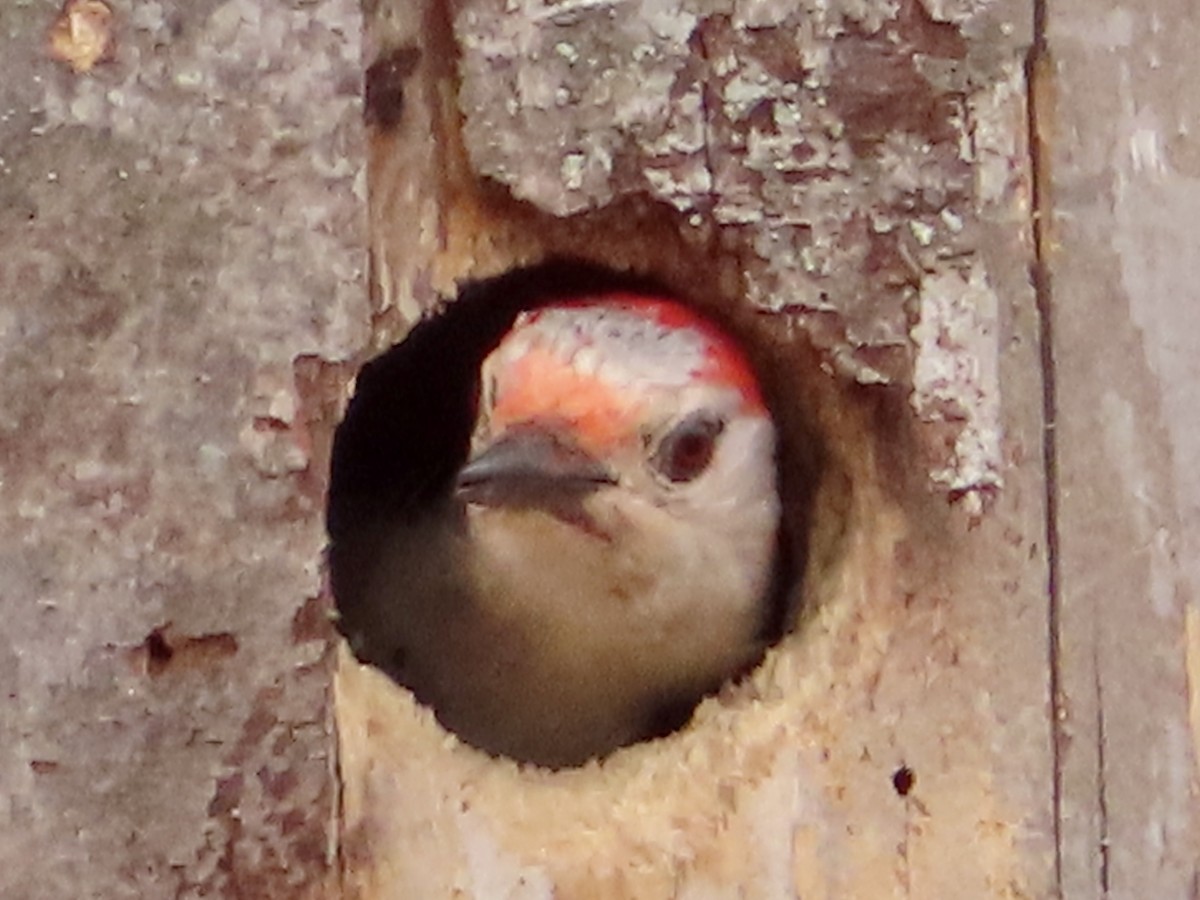 Red-bellied Woodpecker - ML574211241