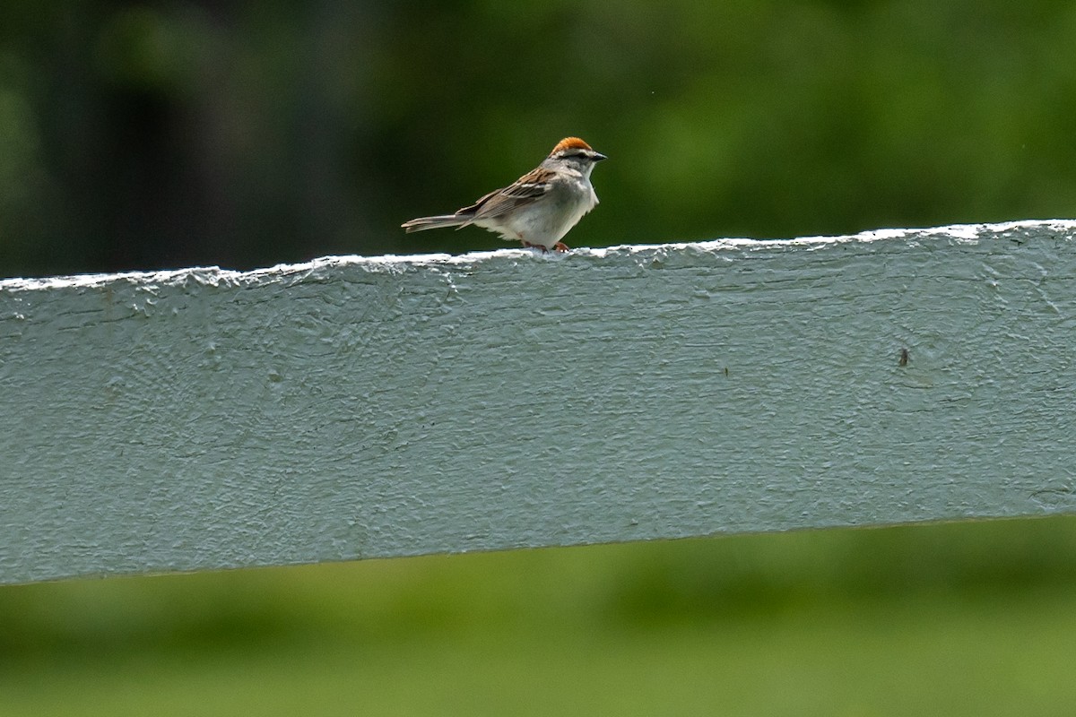 Chipping Sparrow - ML574216911