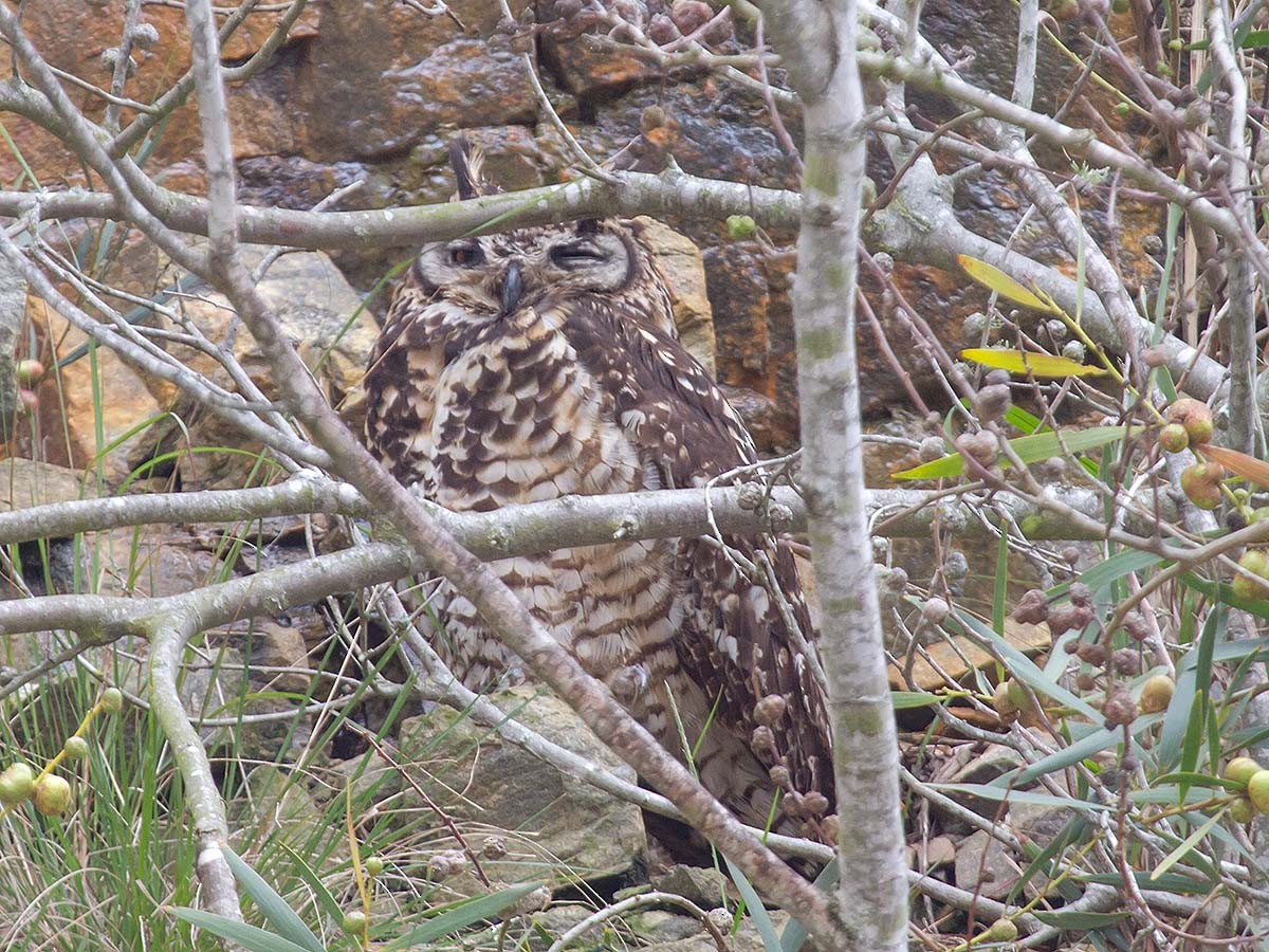 Cape Eagle-Owl - Bruce Ward-Smith