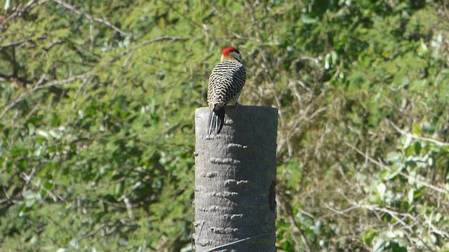 Green-barred Woodpecker - ML574220531