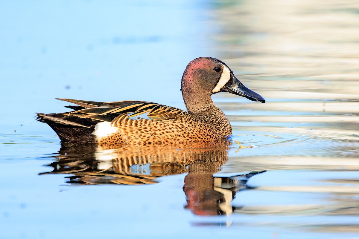 Blue-winged Teal - ML574221821