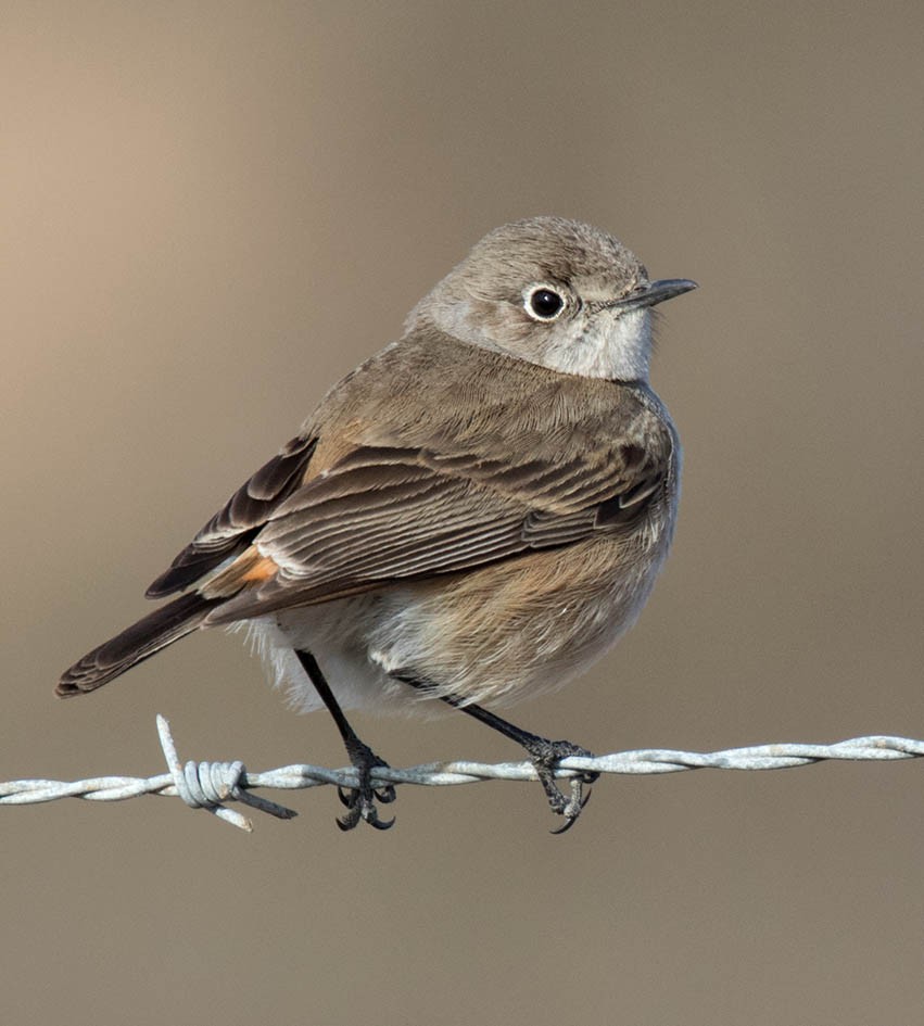 Sickle-winged Chat - Bruce Ward-Smith