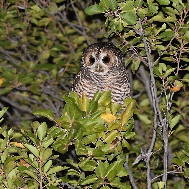 Rufous-legged Owl - ML574222711