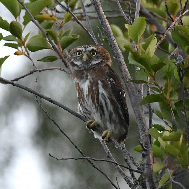 Austral Pygmy-Owl - ML574223321