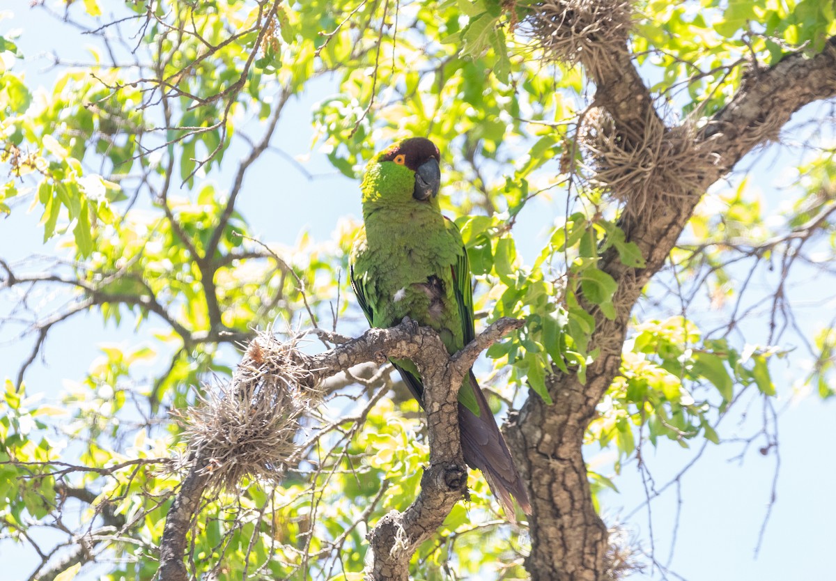 Maroon-fronted Parrot - ML574225061
