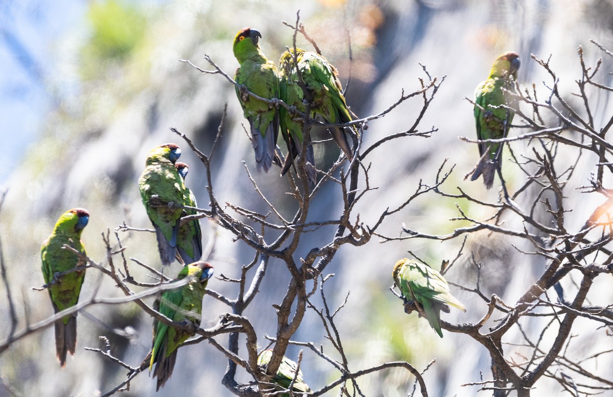 Maroon-fronted Parrot - ML574225191