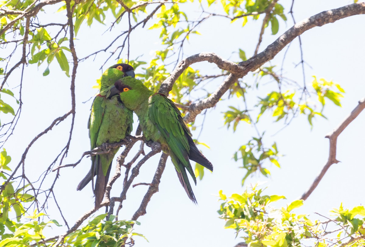Maroon-fronted Parrot - ML574225331