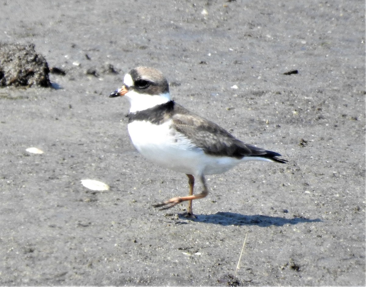 Semipalmated Plover - ML574225791