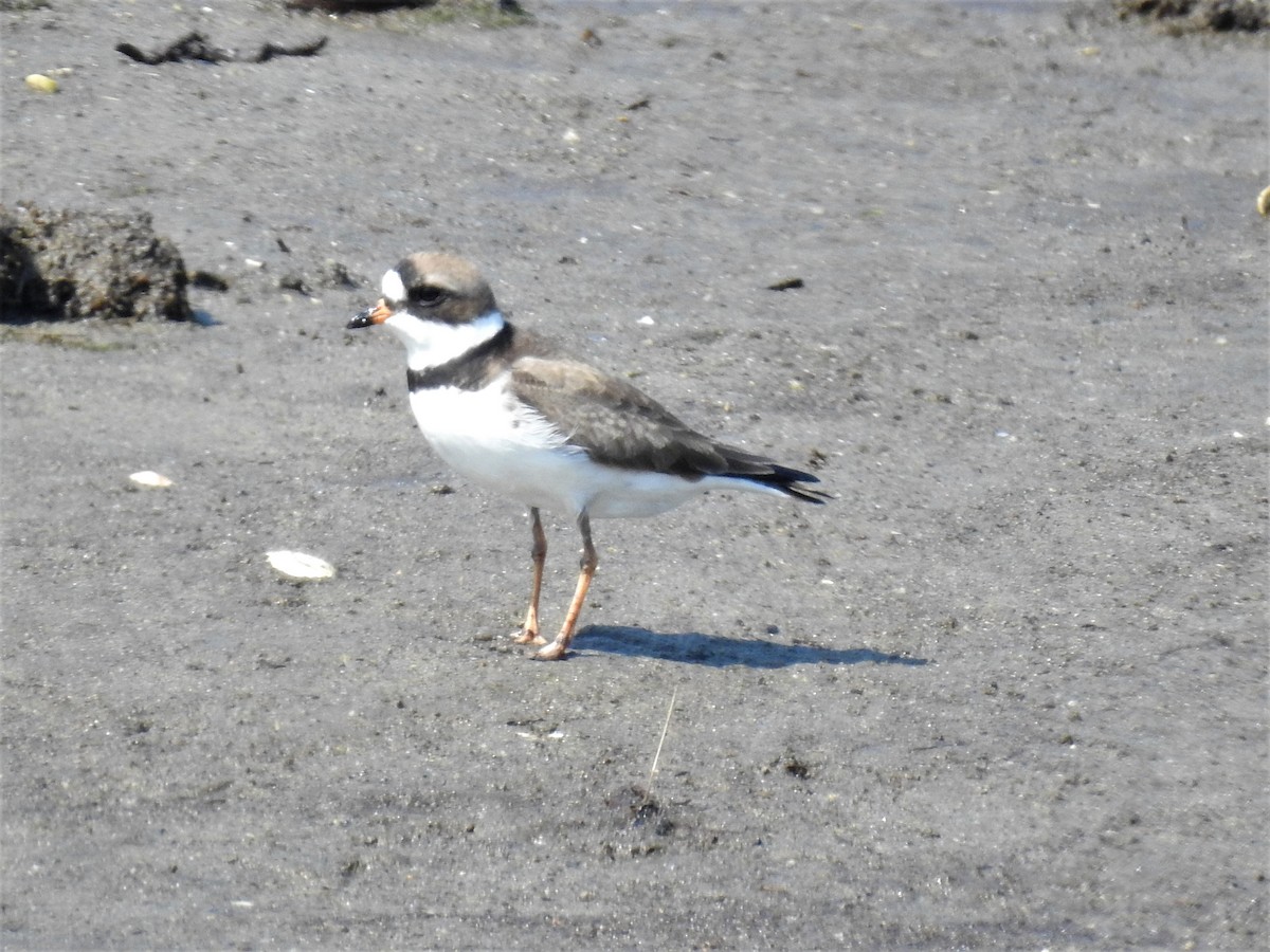 Semipalmated Plover - ML574225891