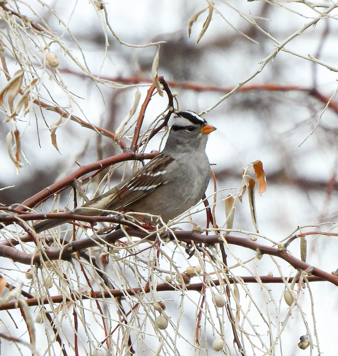 White-crowned Sparrow - ML574228341